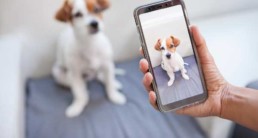 taking a picture of dog with a phone
